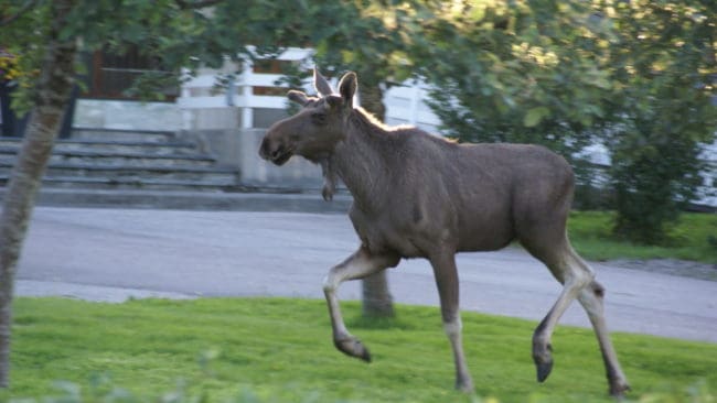 Den stressade älgen som sprang omkring i Eskilstuna i går blev till slut skjuten.