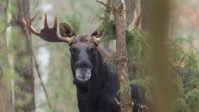 I en slaktbod som tillhör en av männen hittade polisen blodspår och slaktresten. En annan av dem hade 150 kilo älgkött i en frysbox.