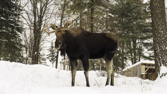 30 älgar har samlats på 1 200 hektar i Nordmaling.