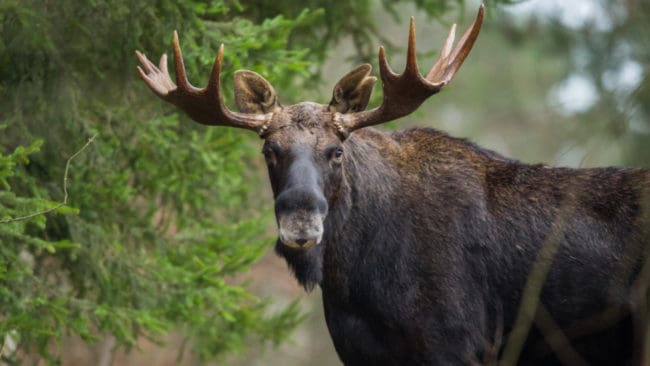 Åklagaren Lo Jonsson bekräftar nu att utredningen handlar om stora mängder tjuvskjutet älgkött som kan ha sålts vidare till bland annat restauranger.