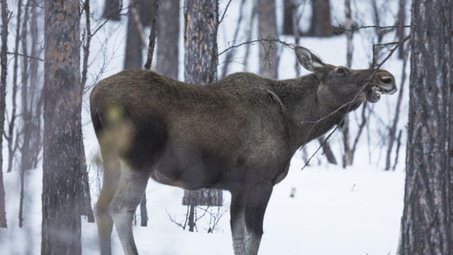 Älgjägarna i Västerbotten når inte upp till avskjutningsmålet.