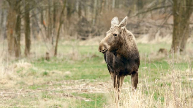 Naturskyddsföreningen i Blekinge anser att det finns för många älgar i länet och att avskjutningen bör öka.
