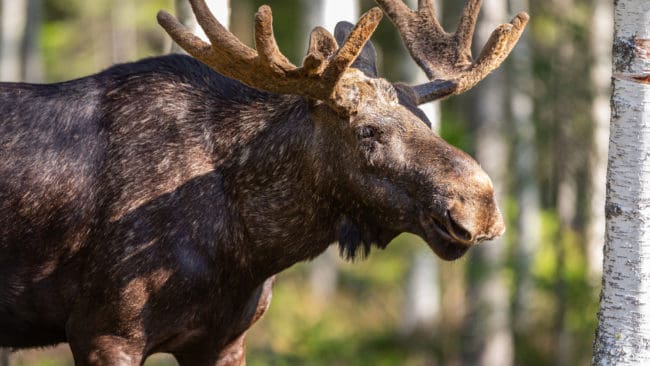 Naturvårdsverket uppmuntrar dem som håller i samråd inom älgförvaltningen att inhämta synpunkter på annat sätt än genom fysiska möten.