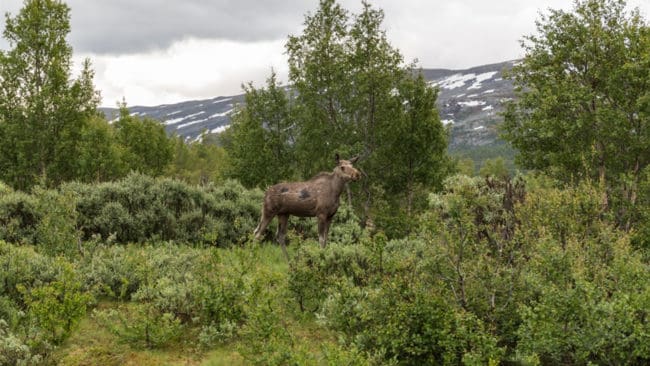 Högsta förvaltningsdomstolen håller med Svenska Samernas Riksförbund om att varken länsstyrelsen eller regeringen har motiverat sina beslut på det sätt som lagen kräver.