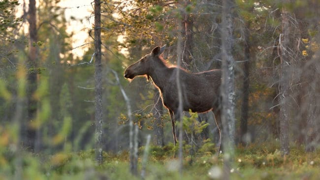Den som vill delta i älgjakten för enbart kvinnor i Finland behöver ingen tidigare erfarenhet av jakt.
