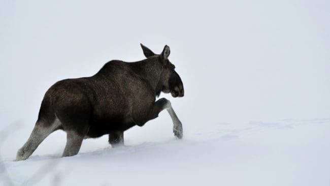 Mycket snö och svår skare gör att många jaktvänner vänder sig mot vad de anser är oetisk skyddsjakt.