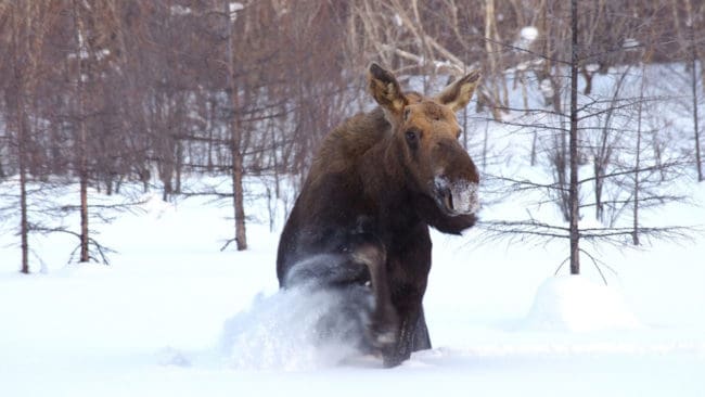 Många jägare anser att det är oetisk att jaga i djupsnö efter dräktiga kor.