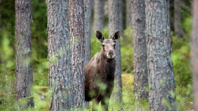 Sverige har världens tätaste älgstam – och världens högsta avskjutning.