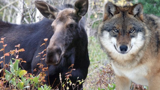 Länsstyrelserna i Varglänen har fått okej från förvaltningsrätt och kammarrätt på argumentet att skjuta varg för att rädda älgstammen.