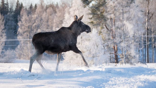 Det är inget önskeläge egentligen att jaga på vintern i Överkalix, tycker Mikael Larsson i älgförvaltningsgruppen.