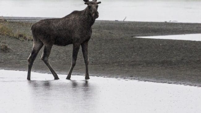 Ett stort antal älgar har drunknat när de gått genom isen i trakterna kring Arjeplog.(Arkivbild)