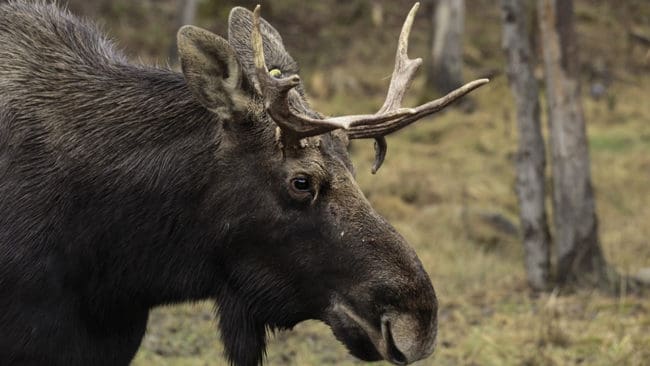 En älg som förirrat sig in i centrala Göteborg avlivades av eftersöksjägare. (Arkivbild)