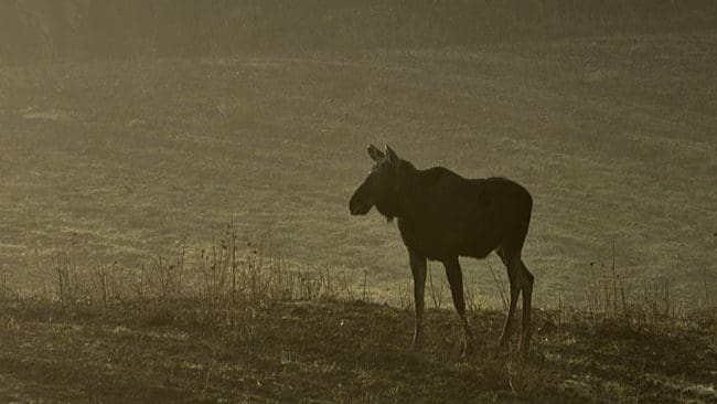 Drygt 7 000 älgar utgör tilldelningen i årets älgjakt i Dalarna.