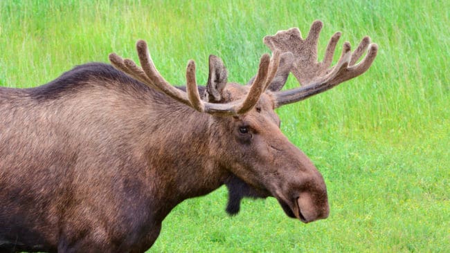 Det mildare klimatet har gjort att det nu finns älg allra längst norrut i Alaska.