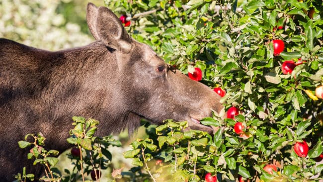 En älgko och hennes kalv sprider oro bland de boende i Höglunda, Filipstad. (Arkivbild)