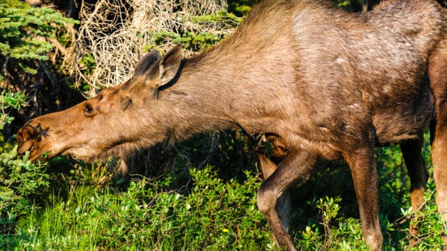 Betesskadorna på ungskogar fortsätter att öka och Skogsstyrelsen vill bryta utvecklingen.