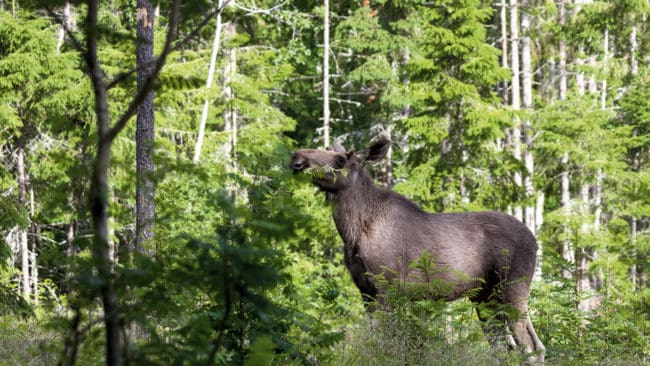 Älgar betar flitigt på skogens träd. Enligt en skadeinventering av skogarna i norra Sverige ökar betesskadorna på tall och gran.