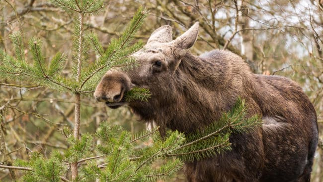 Skogforsk erbjuder en gratis utbildning om klövviltets betesmönster och hur skogsskötseln kan minska betesskadorna och vara ett komplement till ökad jakt i drabbade områden.