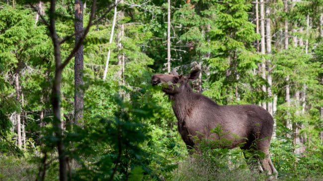 Skogsägarna lämnar Älgförvaltningsgruppen i väst i protest mot att jägarna inte vill öka avskjutningen av älg för att minska betesskador.