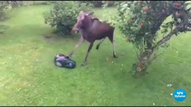 Älgkon sparkade sönder robotgräsklipparen i stället för att låta sig skrämmas.