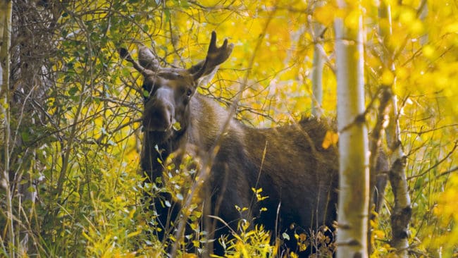 J&auml;gare som jagar p&aring; marker som &auml;r med i nya &auml;lsk&ouml;tselomr&aring;den i V&auml;sterbotten f&aring;r fler &auml;lgar att f&auml;lla.