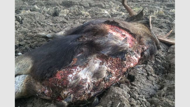 SVA vill att jägare kollar päls och hud på älgar som fälls under årets jakt. Om sår eller blåsor hittas vill de ha prover från älgen.