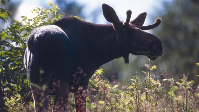 Man kan inte skjuta fler älgar än vad som föds, om inte älgstammen skall minska ytterligare.