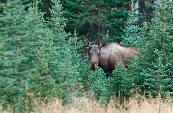 På vissa håll i Svealand är så många som var tredje ung tall drabbad av betesskador orsakade av älg eller andra hjortdjur. Det gör att fler väljer att plantera gran.
