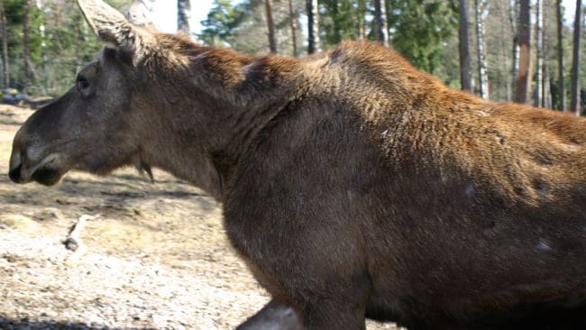Älgen är i vågskålen. SLU räknar på älgens värde jaktligt sett. Skogsforsk ska presentera nya, mer rimliga, beräkningar hur älgarnas betesskador påverkar inkomsterna efter avverkning av skog.