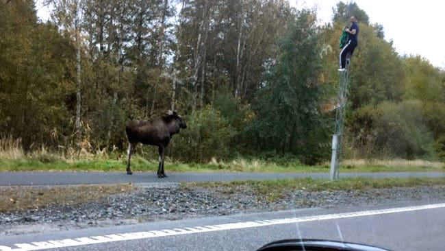 En argsint älg jagade upp en man i en lyktstolpe i Haninge.