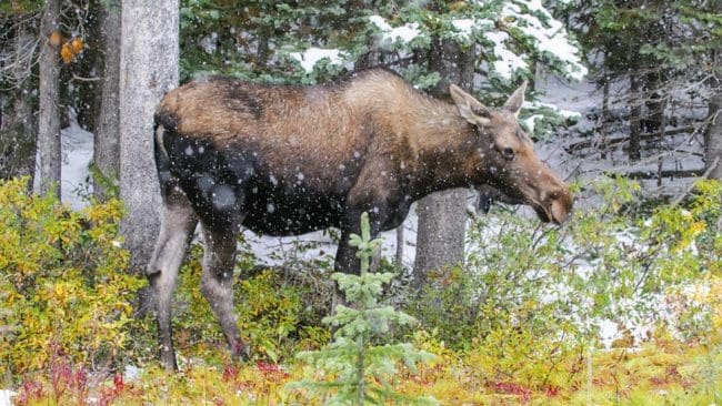 Älgar som fällts på Agön utanför Hudiksvall har höga halter av cesium.