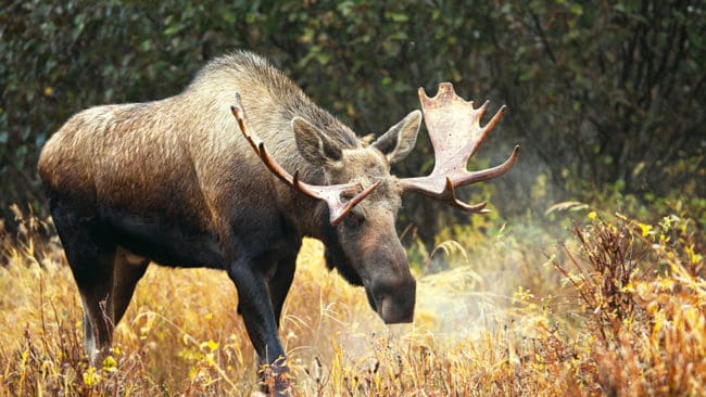 När man hittade en svårt skadad man i Alaska trodde man först att han var knivskuren, men det var troligtvis en älg som gått till attack. (Arkivbild)