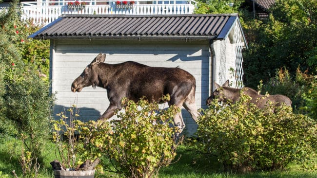 Professor Göran Ericsson hävdar att det är en myt att älgar och andra vilda djur äter sig berusade av fallfrukt på hösten. Det skulle i så fall krävas enorma mängder, menar han.