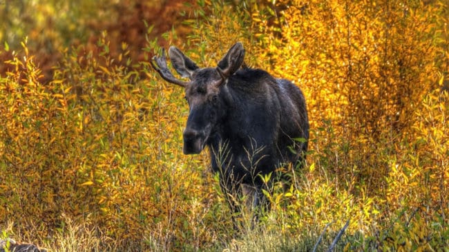 I Norrbotten måste älgjägarna för sjätte året märka fällda älgar med plomber, trots att systemet kritiseras från flera håll.