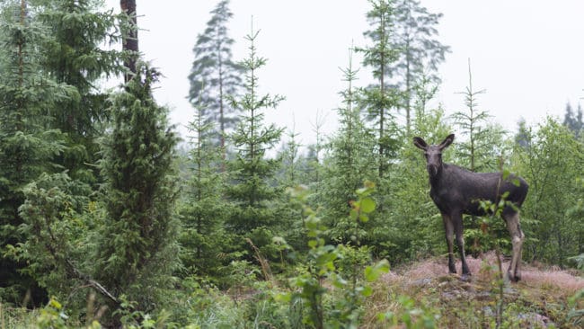 I norra Dalsland är nästan tio procent av ungskog drabbad av betesskador. Det krävs nya sätt att tänka för att minska betestrycket, är rådet från Stora Enso.