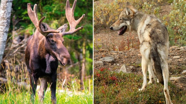 Myndigheterna i amerikanska Montana har utökat jakttiden på varg och vill ha prover från vargars maginnehåll, eftersom vargarna tycks gå hårt åt älgstammen.