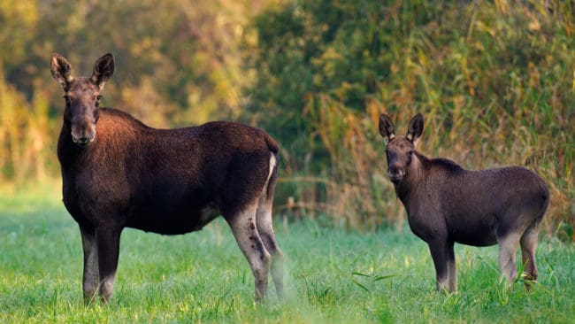 Det förväntas bli en rekorddålig jakt på älg i Värmland i år.