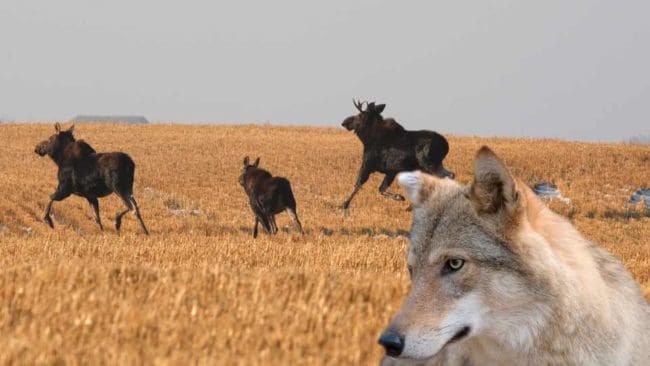 Jägare i Värmland tror inte att tjuvjakt ligger bakom att vargrevir tömts, utan snarare bristen på bytesdjur.