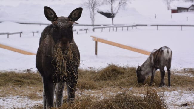 Till Ofelas islandshästar kommer både älgar och renar för att äta hö.