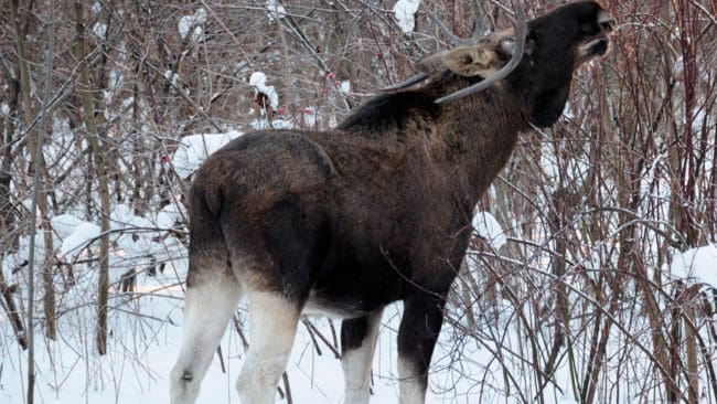 Älgen utanför Umeå lämnade kvinnan som den skadat först när polisbilar med sirenerna påslagna kom till skogspartiet där attacken inträffat. (Arkivbild)