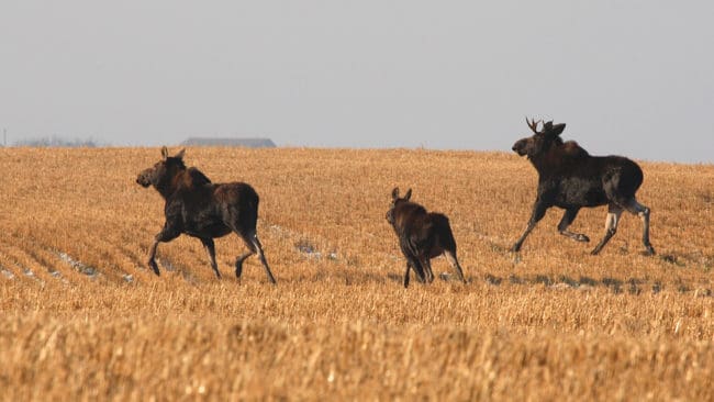 Naturvårdsverket har tagit fram en strategi kring viltförvaltningen som ska skapa balans mellan olika intressen.
