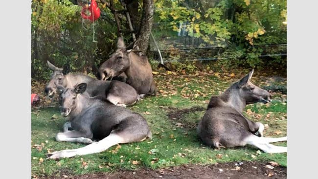 Från mysig viltupplevelse hemma i trädgården till skräckinjagande utfall mot värdfamiljen. Älgkon med tre kalvar ska vräkas från en bostad i Skogstorp och sedan skjutas.