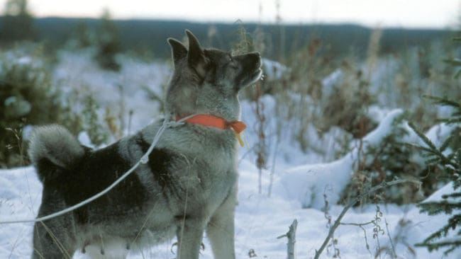 Gråhund i aktion. Många älghundar jagar på ”överluften”. Då är det lukten av själva djuret och inte spåravtrycken som hunden går efter. Detta är en stor fördel vid svåra spårförhållanden.