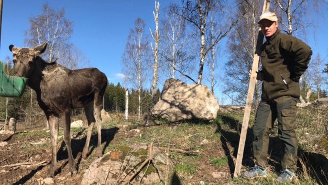 Michael Schepler, ansvarig för hundträning och diplomtester, med en av de älgar som finns hos Mamima Jakt i Söderköpings kommun.