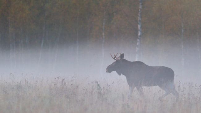 Dalarnas Tidningar sänder live från septemberjakten på älg, med start på måndag morgon klockan 06.00.