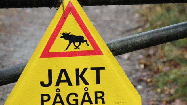 Älgjakten i Västernorrlands län börjar den 7 september.