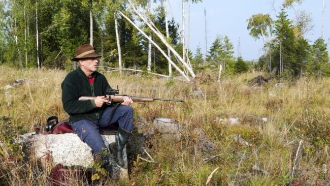 Älgjakten ställs in i Nynäshamns kommun. Jägarna försöker få upp älgstammen.