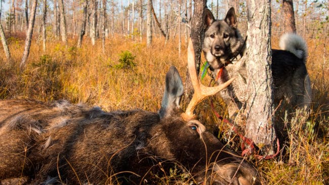 Skogssällskapets viltexpert vill inte att den rekordtorra sommaren ska resultera i lägre avskjutning i årets älgjakt. Dessutom bör fler kalvar än vanligt fällas, anser experten.