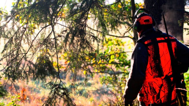 Två finska tjäderjägare har polisanmälts av älgjägare i Valträsk i Norrbotten sedan duon jagat olovligt på marken mitt under pågående älgjakt. (Arkivbild)