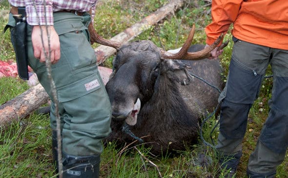 L&aring;t registreringen av ett &auml;lglicensomr&aring;de hanteras likt ett pantbrev p&aring; en fastighet, f&ouml;resl&aring;s det i ett debattinl&auml;gg om en mer flexibel tilldelning av &auml;lgkvoter.